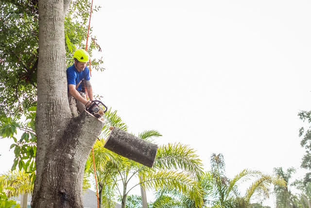 Arborist cutting tree limb with chainsaw. Tree Trimming. Tree pruning and trimming services Tampa Bay