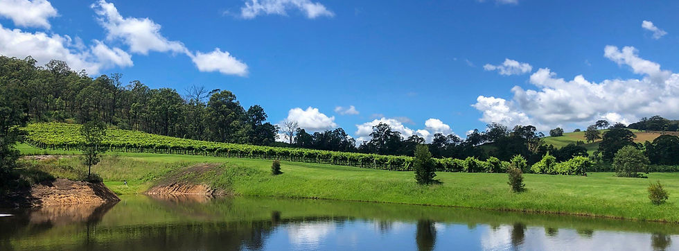 Rows of vines beneath the dam at Montvally