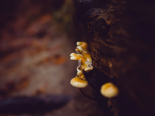 Directory of Community Resources