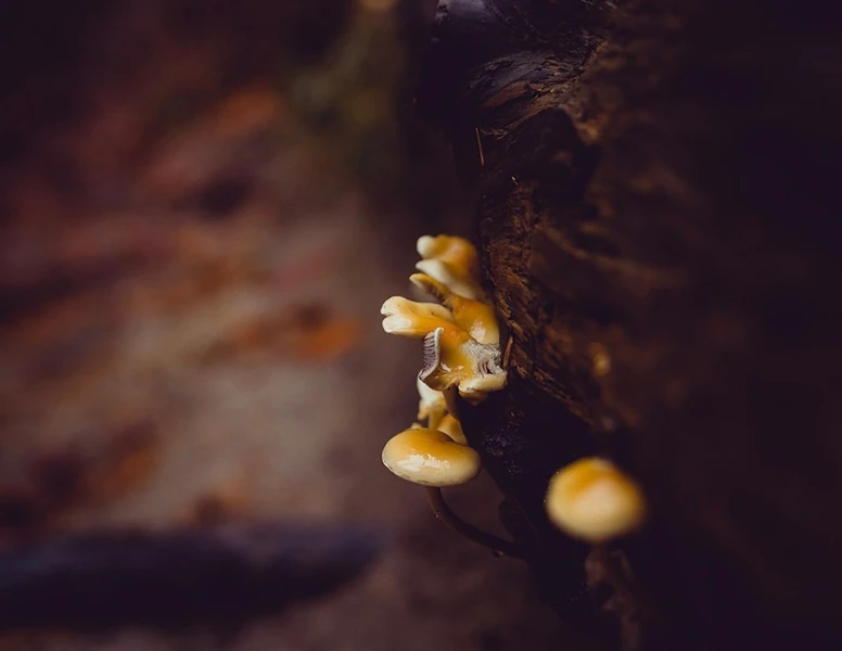 Mindful Moments: A Collection of Guided Meditations