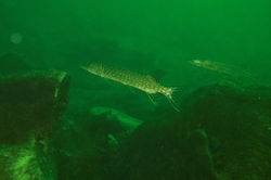 355A003E-E03A-4A87-9A73-93B75F88B407_1_1