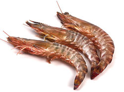 屋久島産車海老