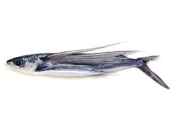 飛び魚(屋久島産)