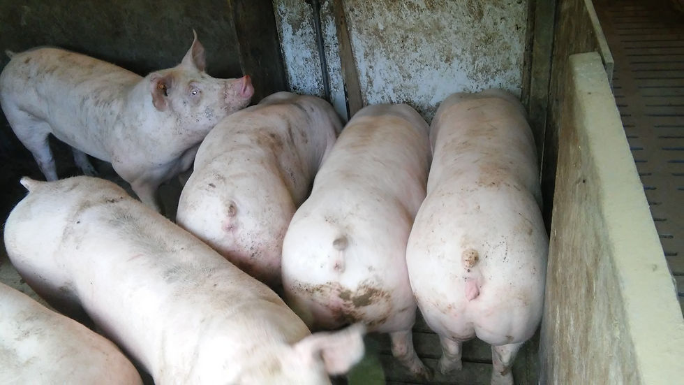 vleesvarkens