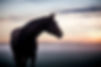 Horse fog photo.jpg