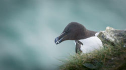 Razorbill