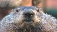 The Punxsutawney Phils of Politics