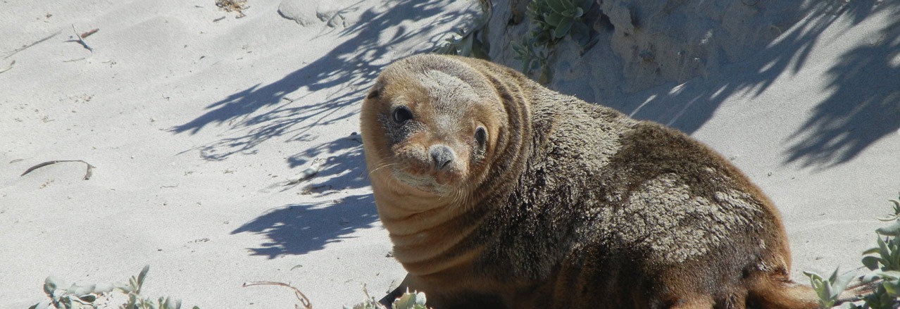 Seal Bay Conservation Park