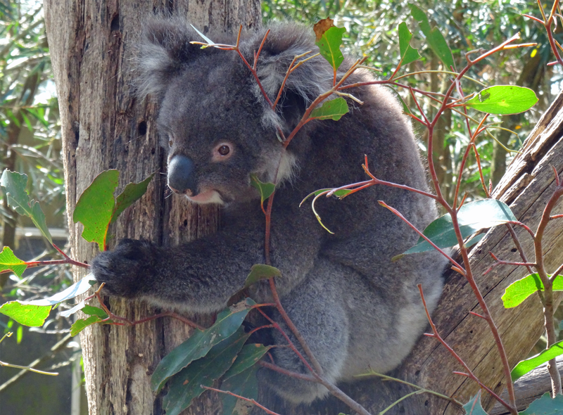 Koalas