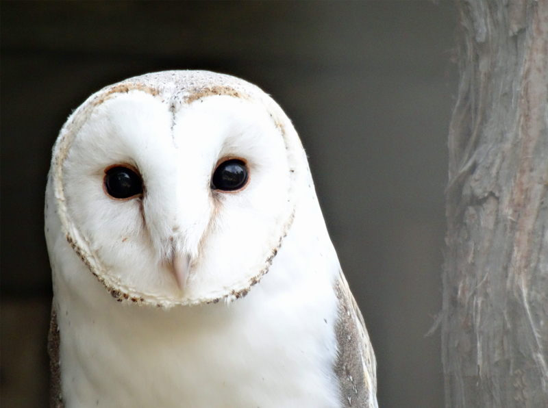 Barn Owls