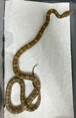 Corn Snake