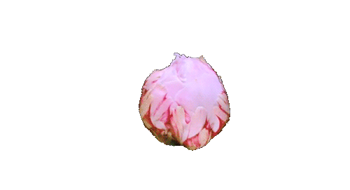 a pink flower, probably a peony, blossoming open