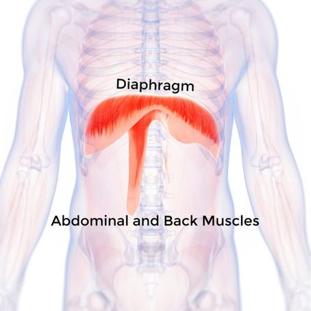 What Do Ribs Have To Do With It?