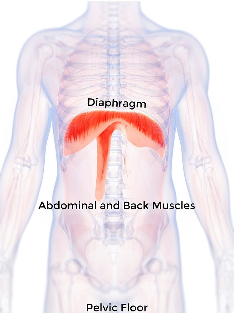 What Do Ribs Have To Do With It?