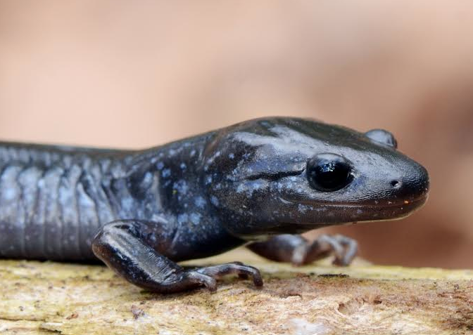 Blue-spotted Salamander Complex