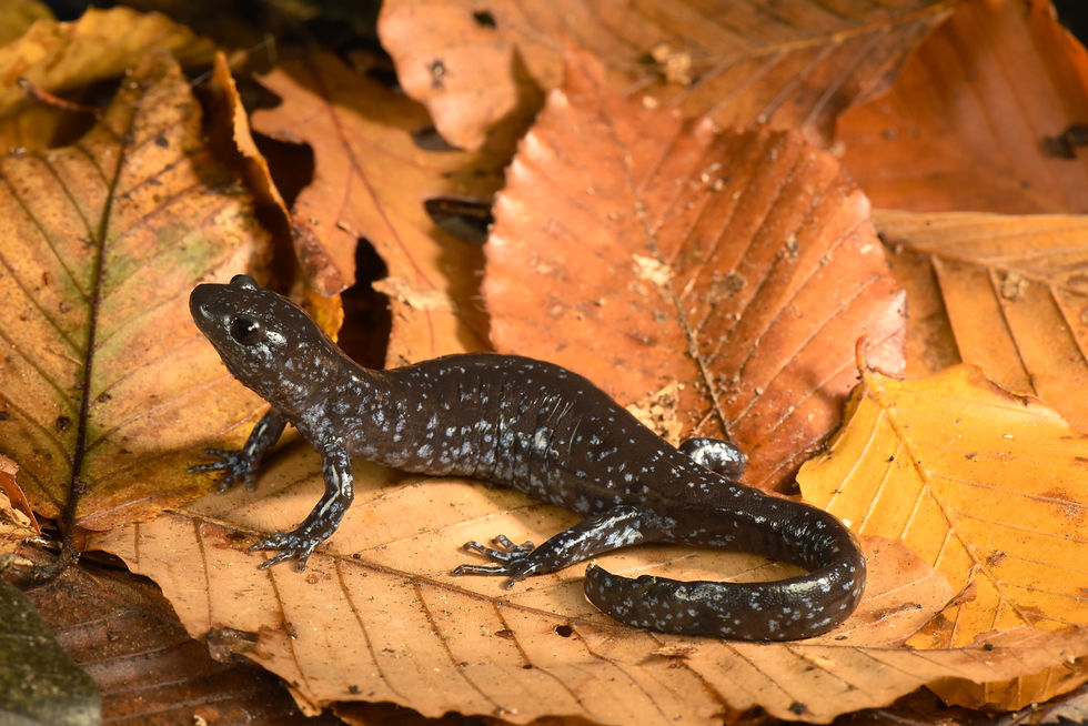 Blue Spotted Salamander Complex
