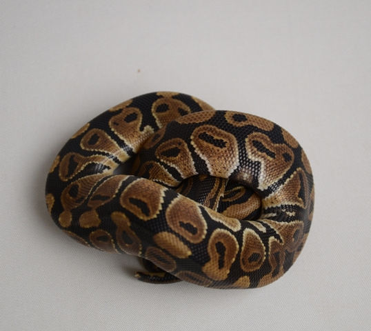 Thumbnail: Normal ID:13_H13 ♀