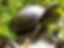 Box Turtle