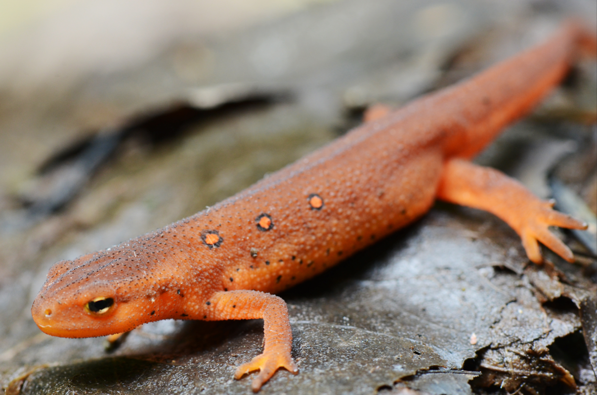 Red Eft  Image No. 016