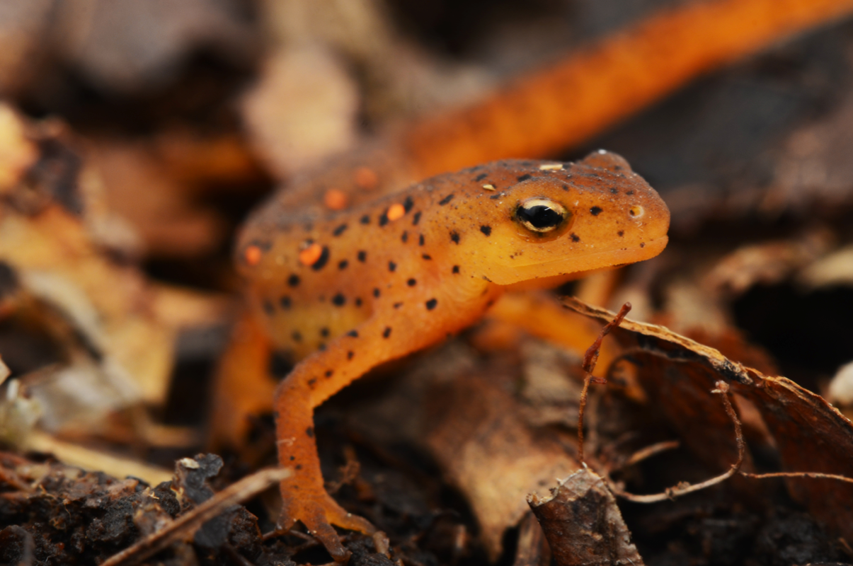 Red Eft  Image No. 015