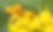 Yellow Ambush Bug_056