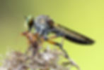 Robberfly_148