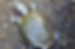 Diamond-backed Terrapin