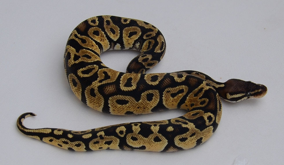 Thumbnail: Pastel ID:13H16♂