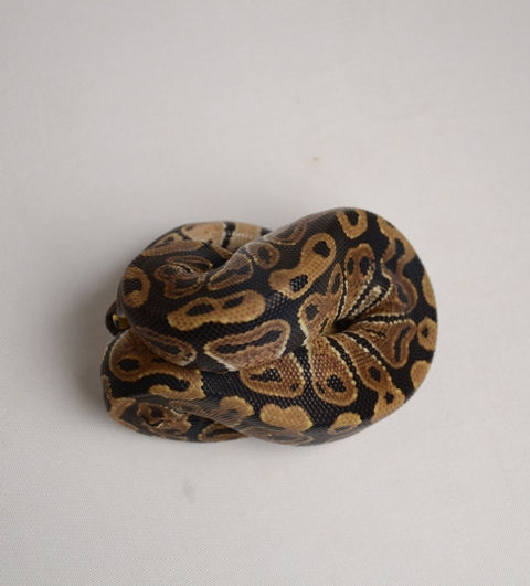 Thumbnail: Normal ID:13_H14  ♀