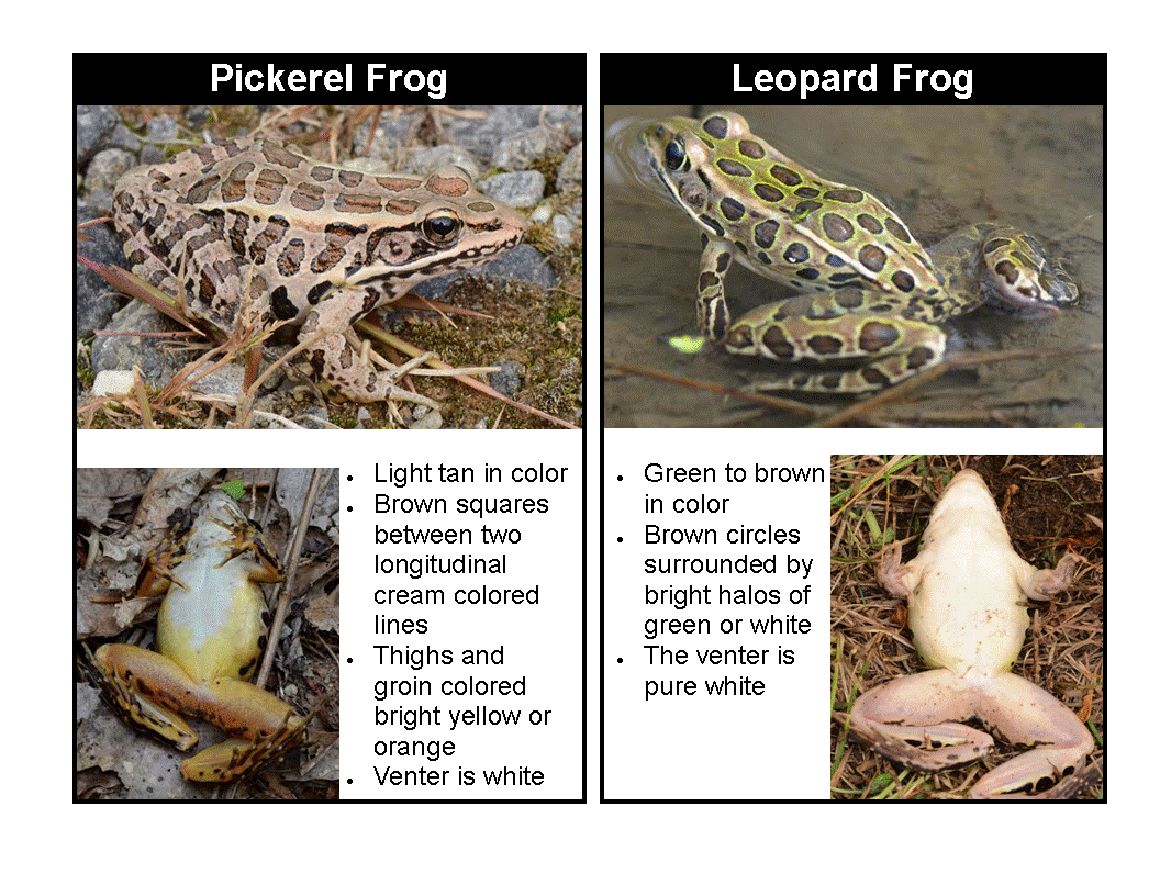 Connecticut Herpetology