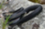 Northern Black Racer