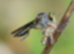 Robberfly_150