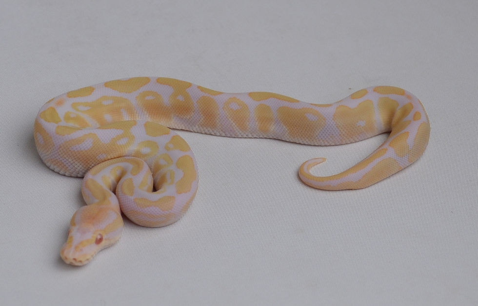 Thumbnail: Albino 50% Pos. Het. Pied 14_H5♂