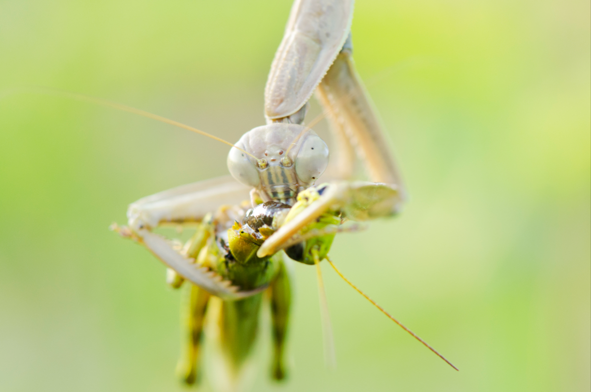 Praying Mantis Feeding Image No. 67