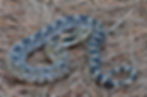 Hog-nosed Snake