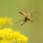 Goldenrod Soldier Beetle_134