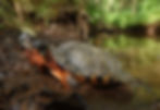 Wood Turtle