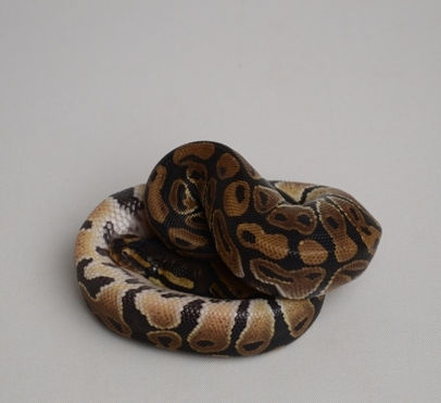 Thumbnail: Normal ID:13_H13 ♀