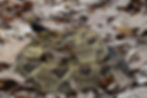 Yellow Phase Timber Rattlesnake
