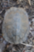 Wood Turtle Carapace