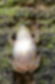 Spring Peeper Venter