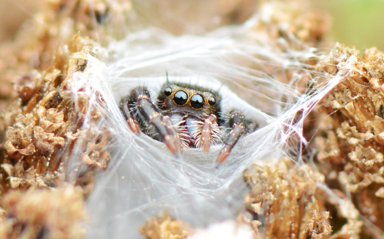 Jumping Spider Image No. 066