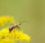 Goldenrod Soldier Beetle_133
