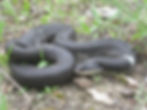 Black Morph Hog-nosed Snake
