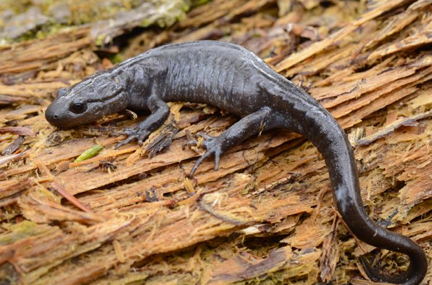 Blue-spotted Salamander Complex