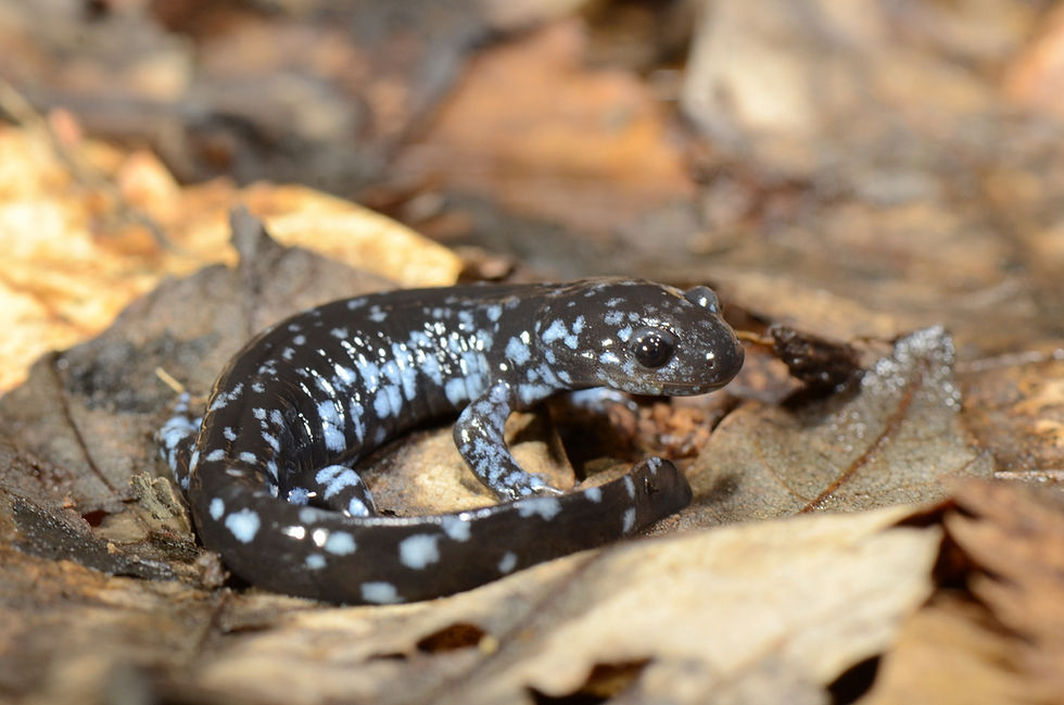 Blue spotted Salamander Diploid
