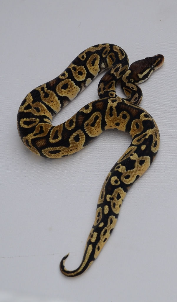 Thumbnail: Pastel ID:13H16♂