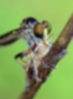 Robberfly_149