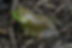 American Bullfrog