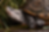 Diamond-backed Terrapin